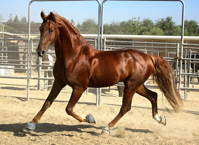 Bay Saddlebred
