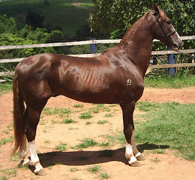Horse Top Line