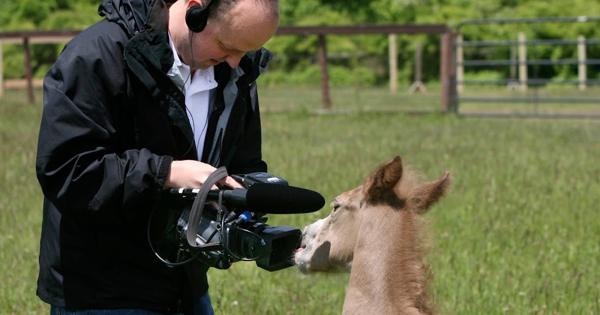 The Perfect Horse Handling foals