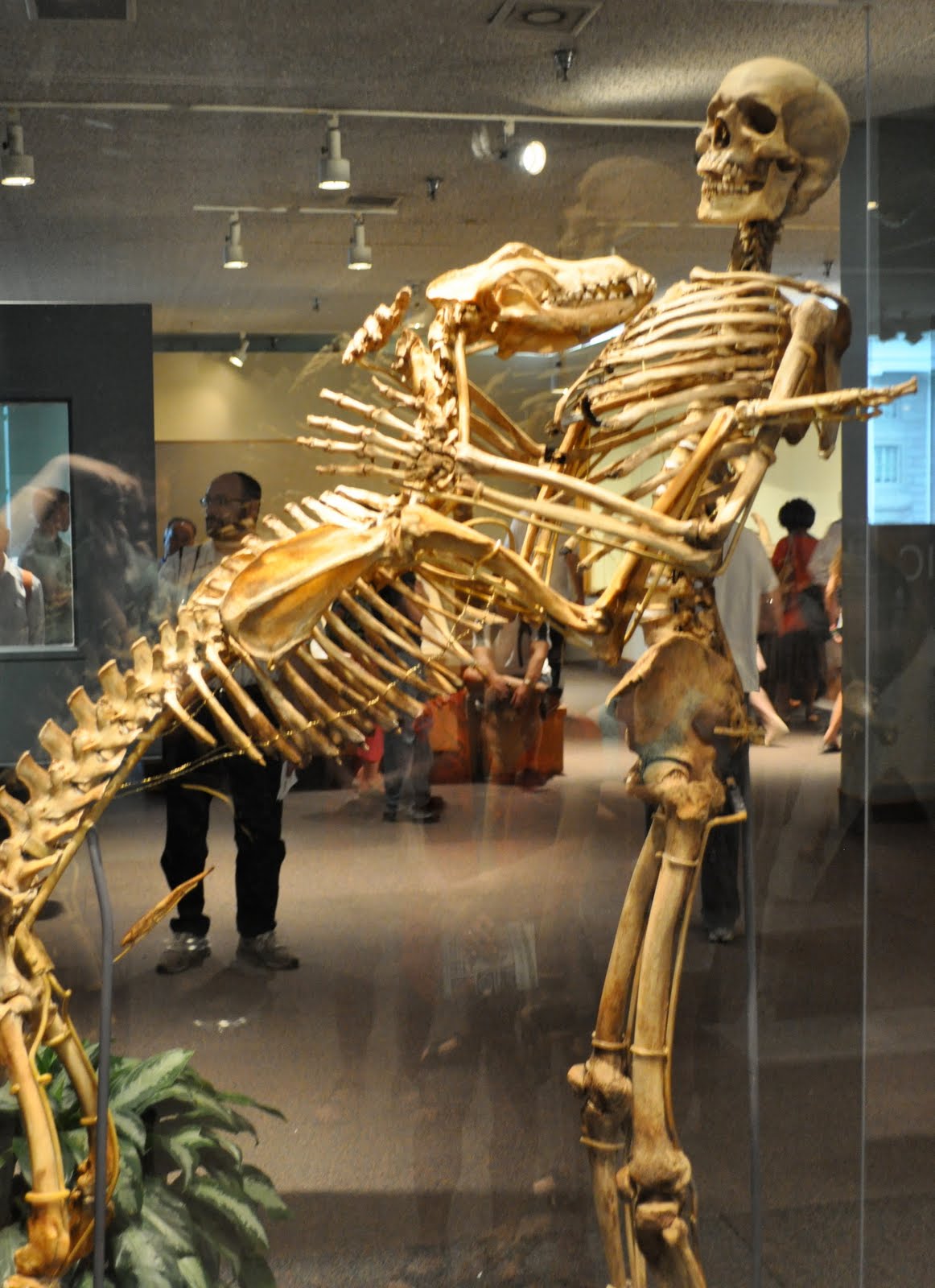 Human Anatomy Museum