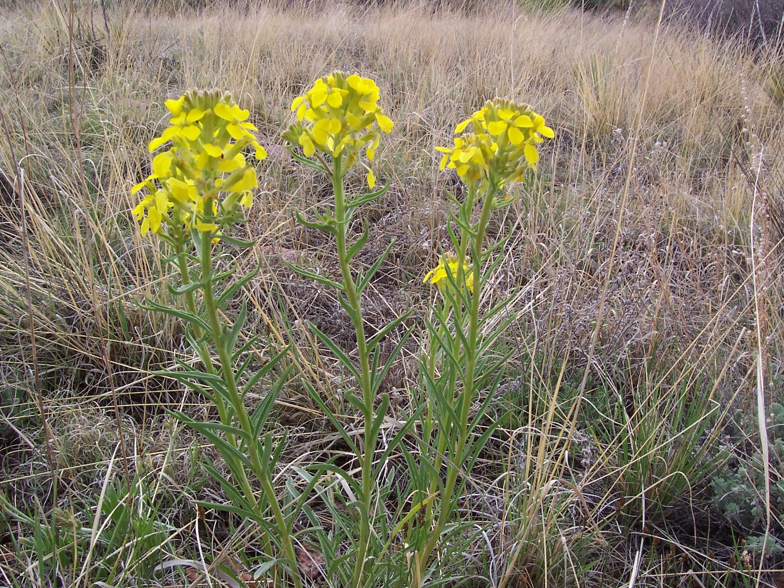 Colorado Flora Western wallflower