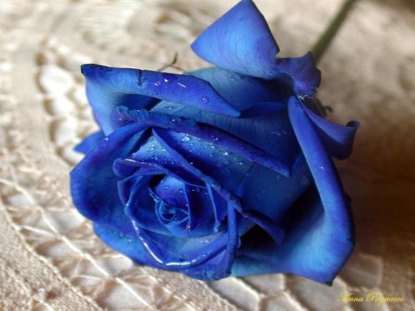 rosa-azul.jpg