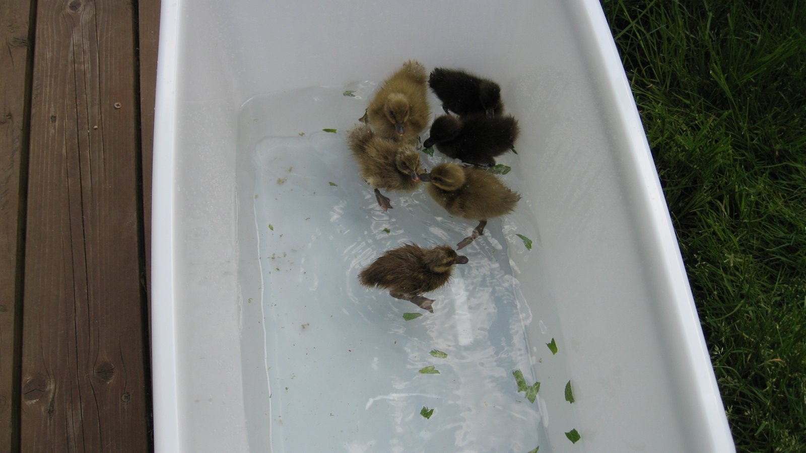 [new+babies+day+3+019.JPG]