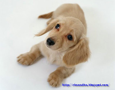http://1.bp.blogspot.com/_ieIf4hBzcfE/SHbUjKZQfEI/AAAAAAAABcU/kw2SJekwIaw/s400/Cute+Doggies13.jpg