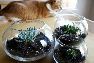 Indoor Succulent Garden | Design Your Revolution