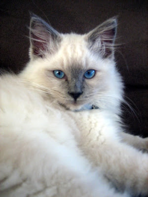 Ragdoll Cats Shorthair