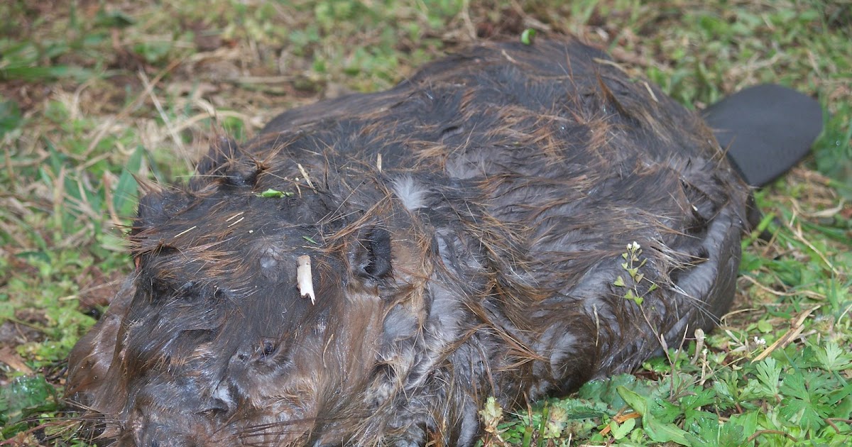 the absurdity of human life poses a challenge to its meaning Dead Beaver