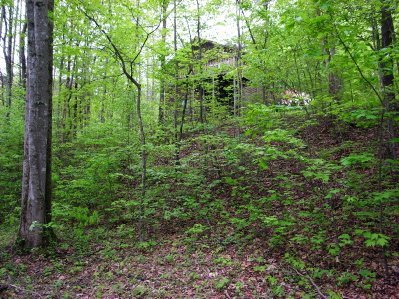 Looking up the hill from the creek...