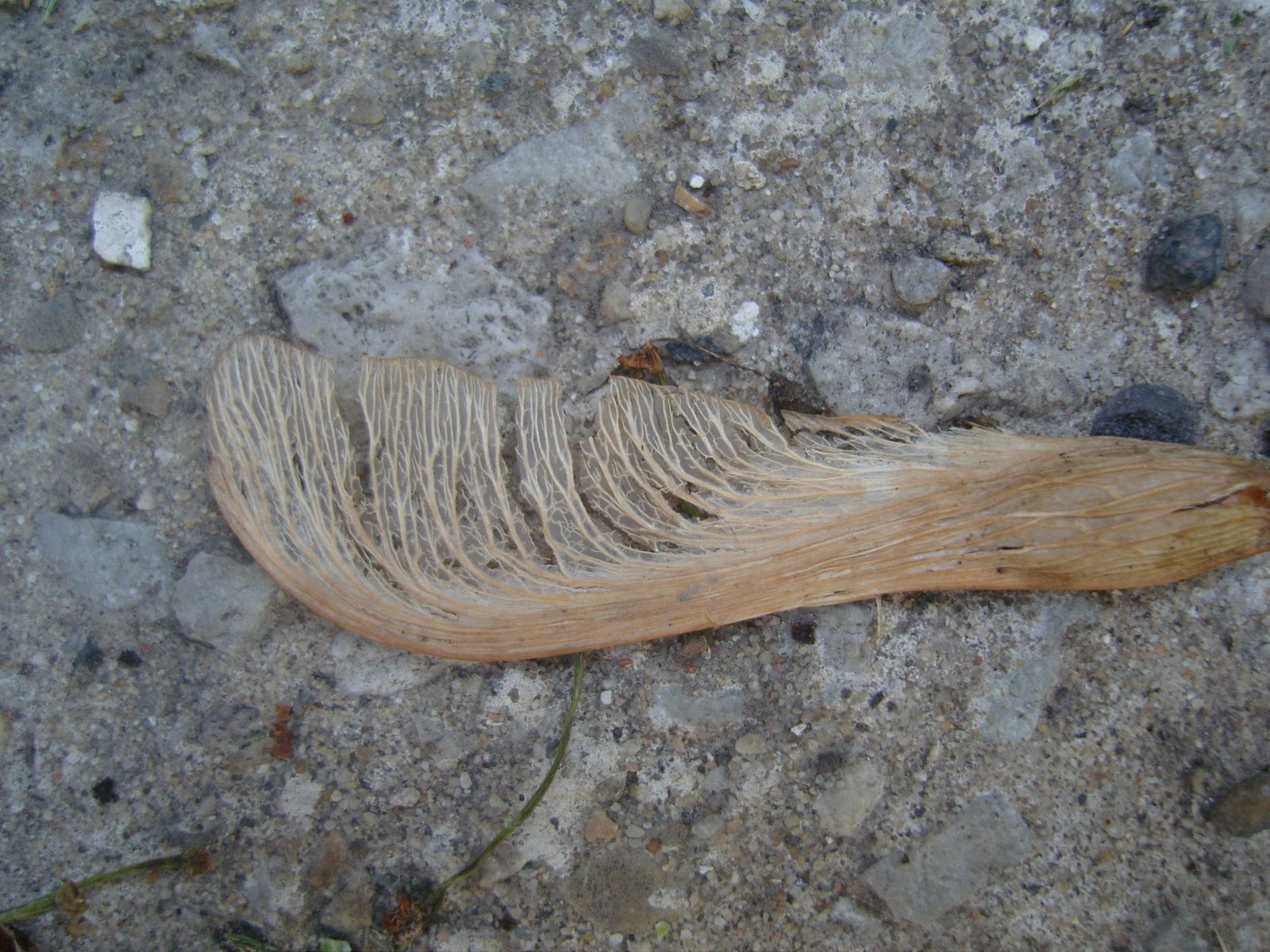 [SNC12930.JPG]