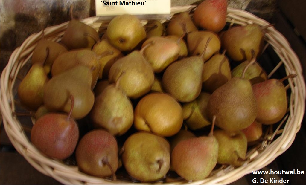 Inheems en uitheems fruit Stoofperen/keukenperen plukken!