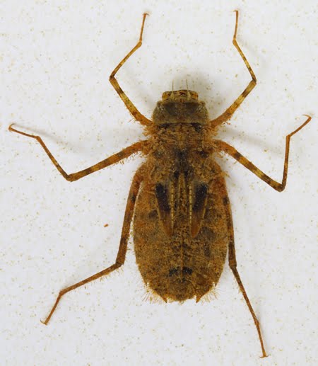 pictures of brown larvae pictures of brown larvae