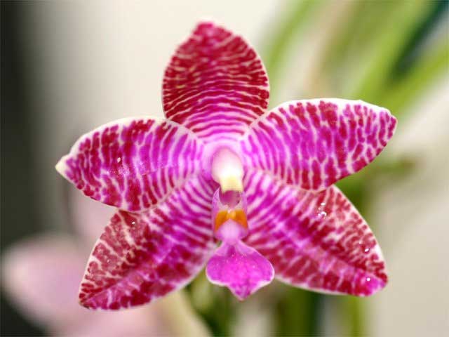 [Phalaenopsis-lueddemanniana.jpg]