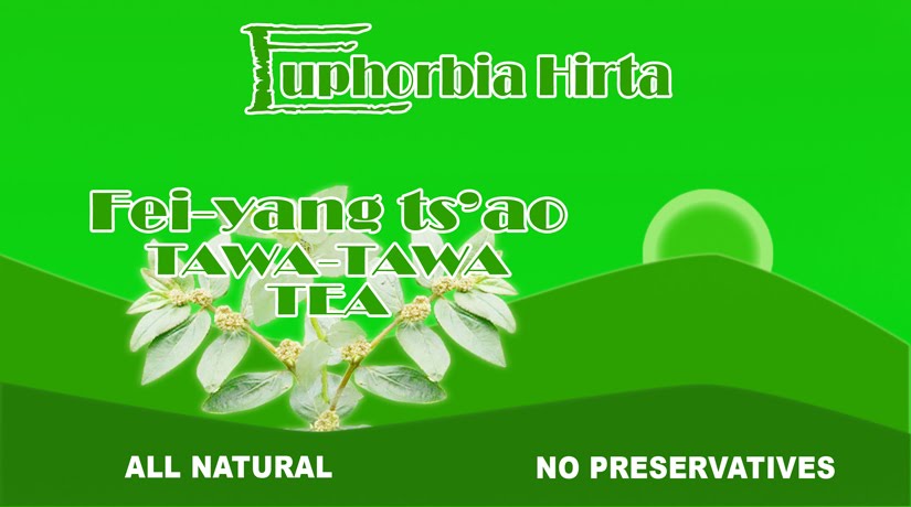 Euphorbia Hirta ( Tawa-tawa)