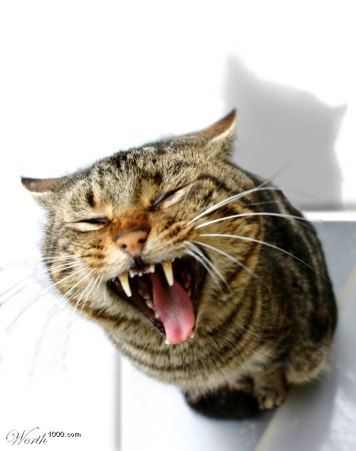 [cat.jpg]