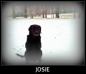 JOSIE...our first dog.