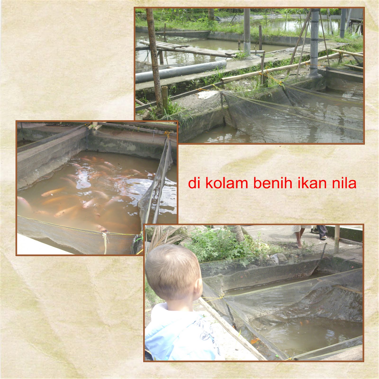 beranda rumahku april 2010 beranda rumahku april 2010
