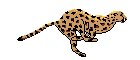 [cheetah.gif]