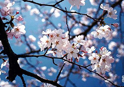 POESIA FAZ BEM PARA  ALMA...