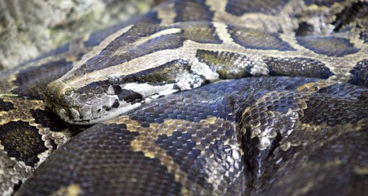 [giantpython.bmp]