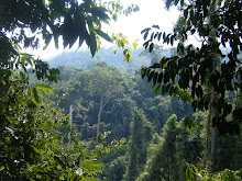 Lost in the jungle...