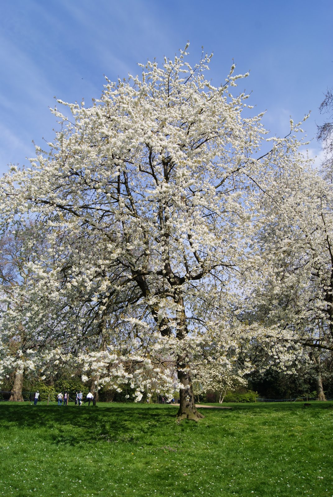 Under the Cherry Tree ロンドン桜めぐり/ cherry blossoms in Kensington