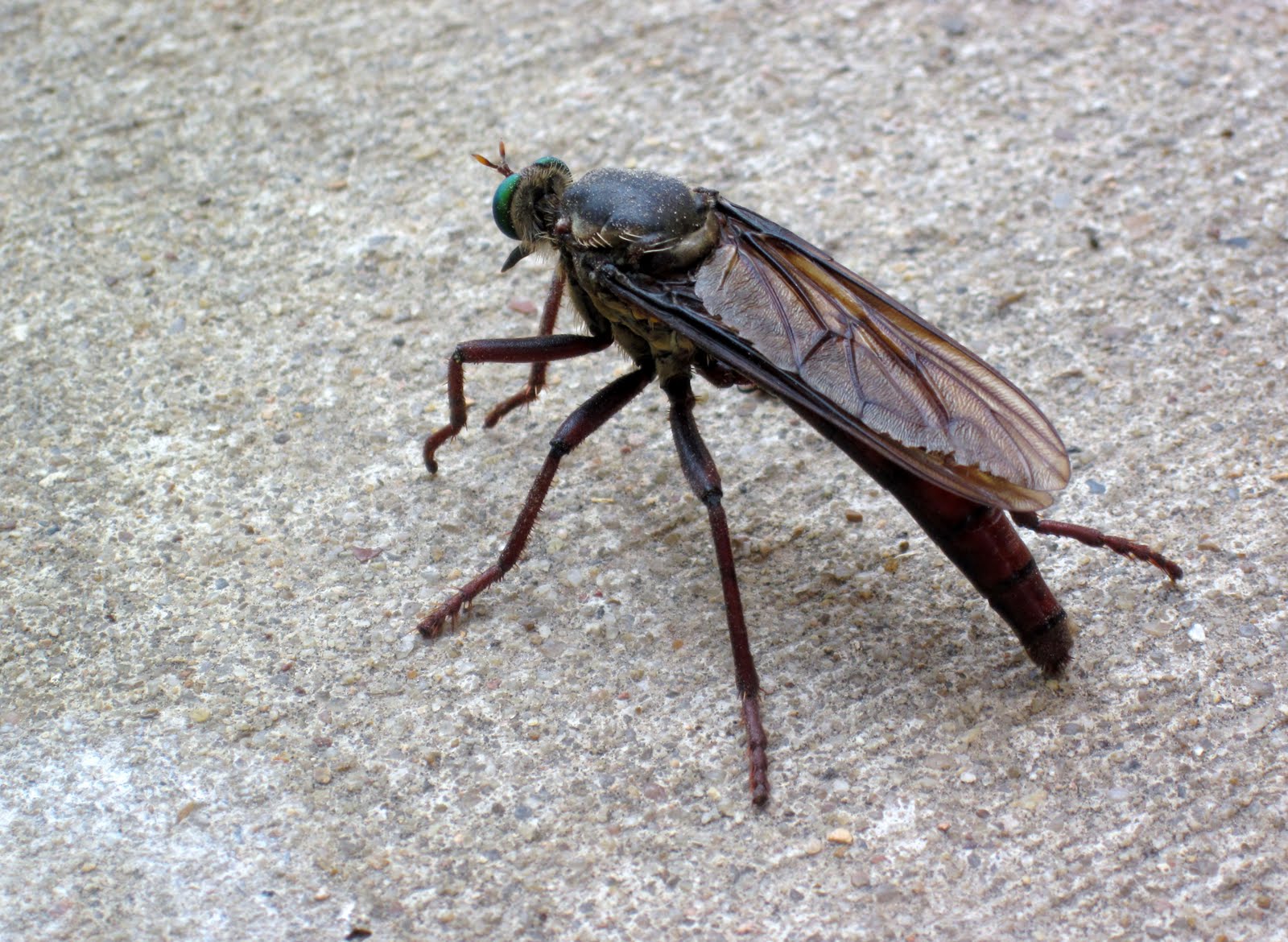Earth is Crammed with Heaven...: Robber Fly?