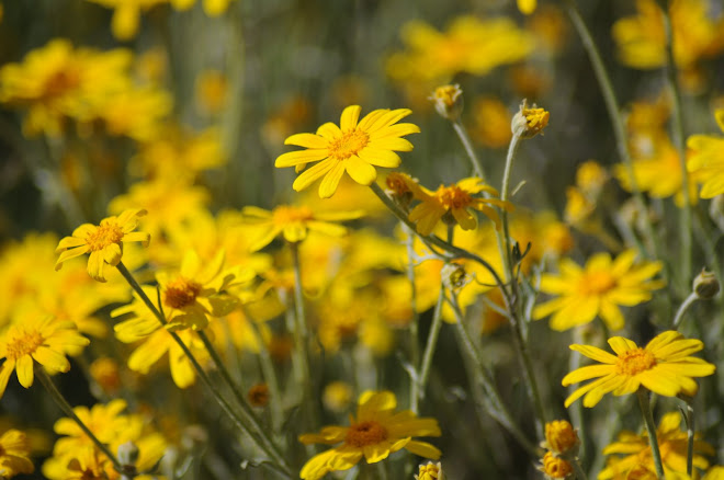 Blooming Wild Flowers on a bluff overlooking Modoc Point, Oregon