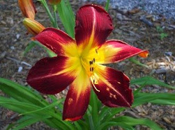 Lily in my Garden