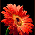 Imagens de Flores - Flowers Graphics