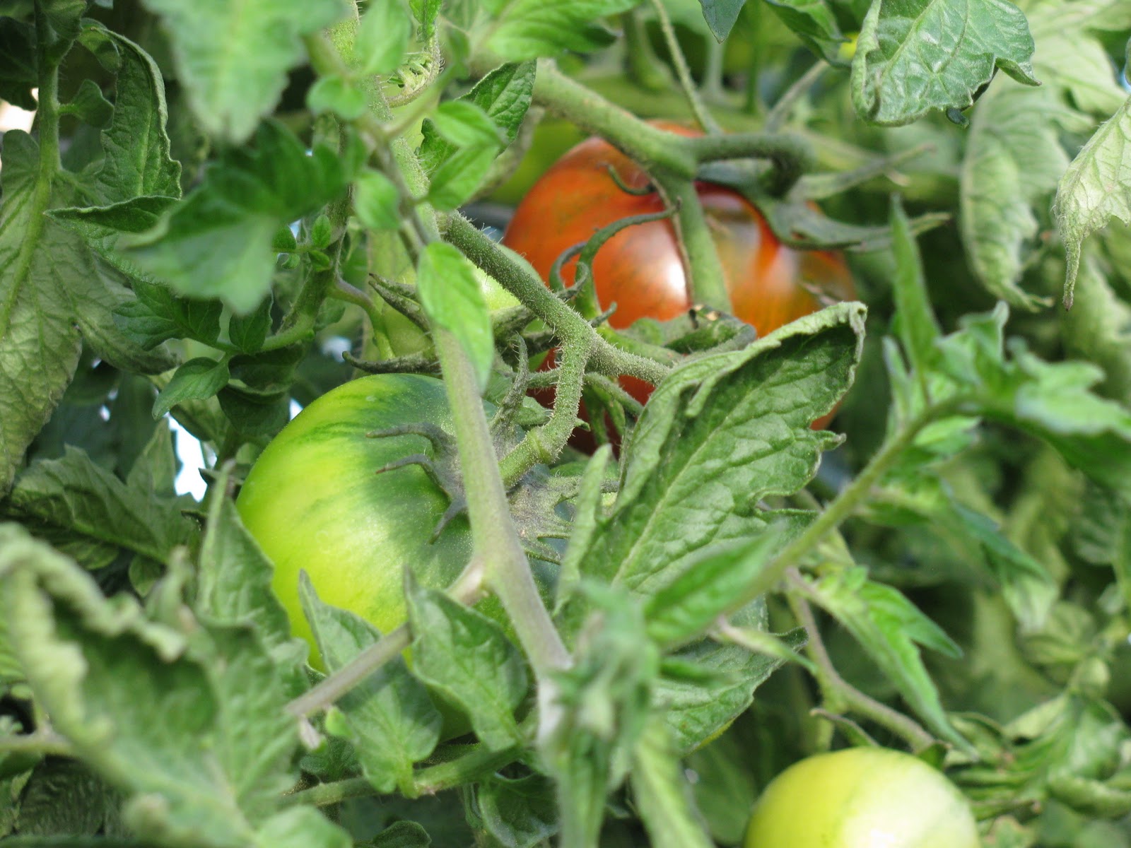Lost Road Apiary and Farm: Farming, Food, and the Meaning of Life