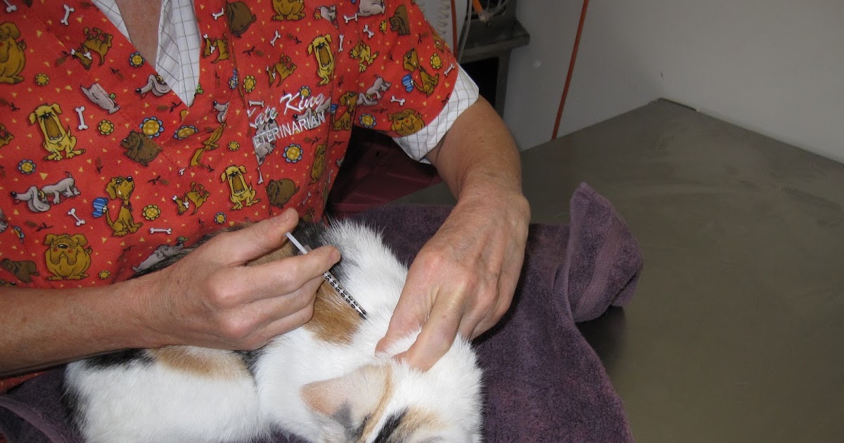 Hall Cat Vet Cat fight wounds Hall Cat Vet Cat fight wounds