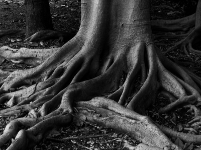 black and white photos of trees