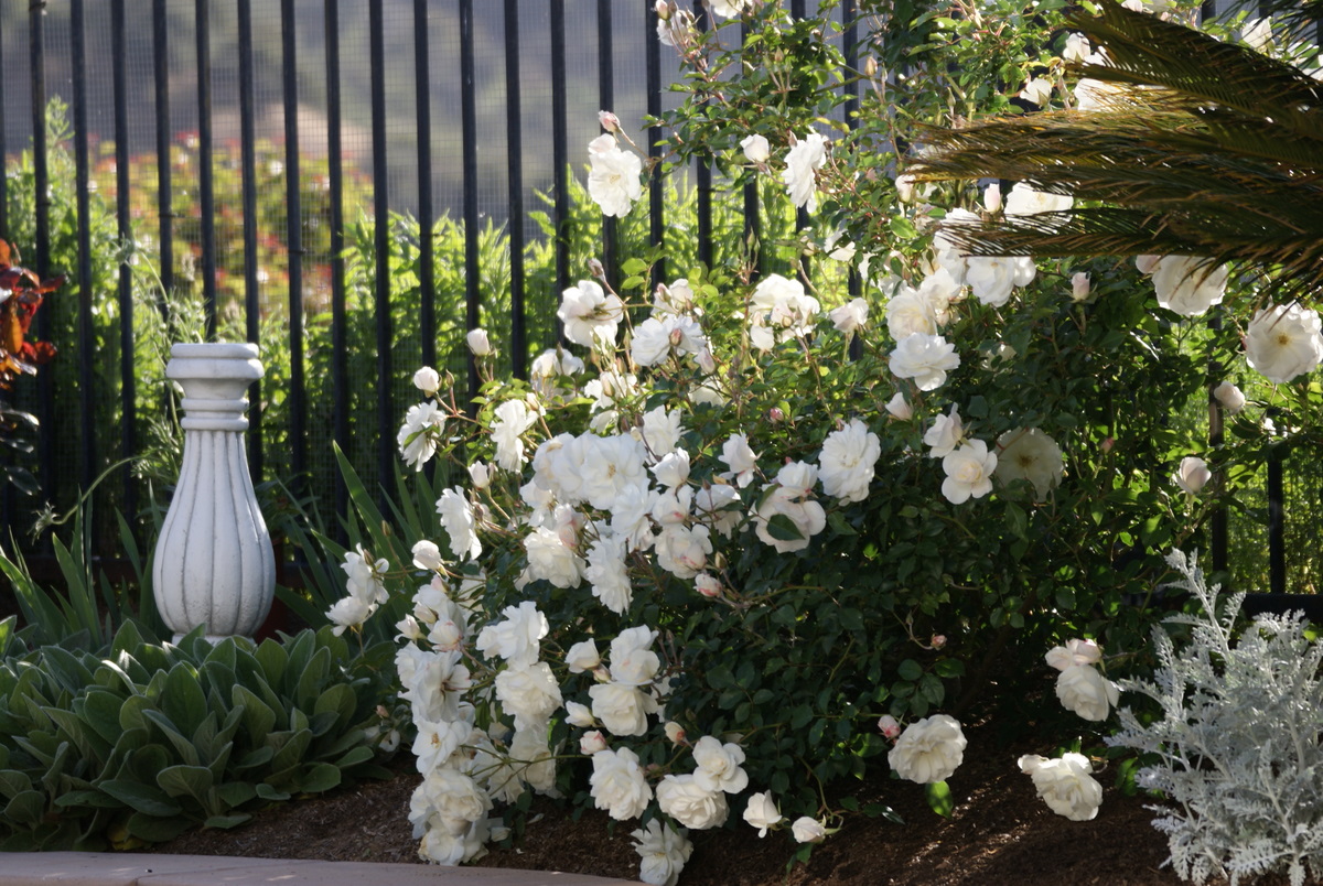 Organic Garden Dreams Rose of the Month 'Iceberg'