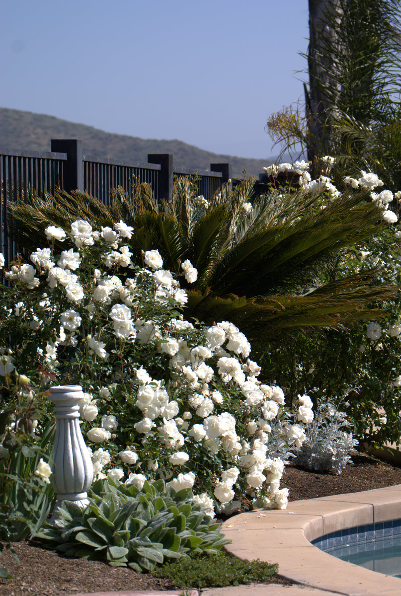 pruning iceberg roses in southern california pruning iceberg roses in southern california