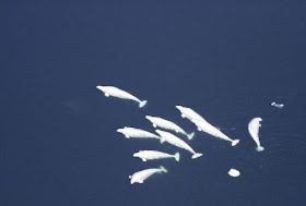 choco cinema 十月 2008