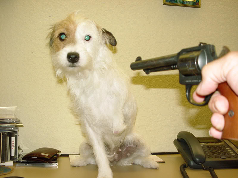 [dead_dog_walking2.jpg]
