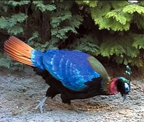 OUR BEAUTIFUL COUNTRY NEPAL: National bird of nepal