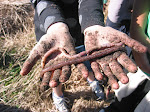 The Giant Worms on Mana Island - 2009