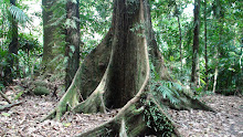 Arbre figuier de la Rain Forest