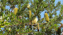 Banksia, un arbuste commun aux fleurs uniques !
