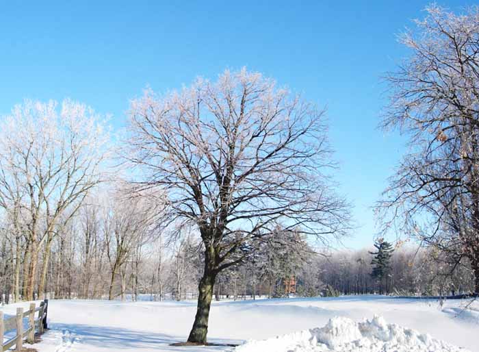 [hoar+frost+on+trees+february+8+2010+copyright+chrisazimmer+vs.jpg]