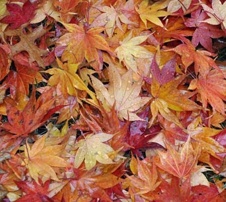 [japanese+maple+carpet+of+leaves+copyright+chrisazimmer+xs.jpg]