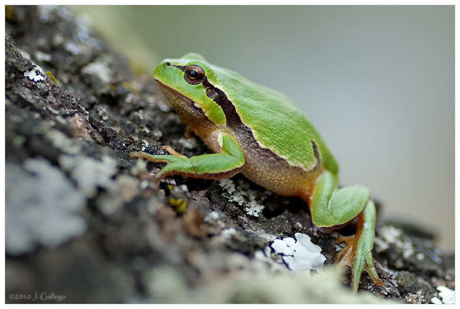 macroinstantes Hyla arborea & Hyla meridionalis