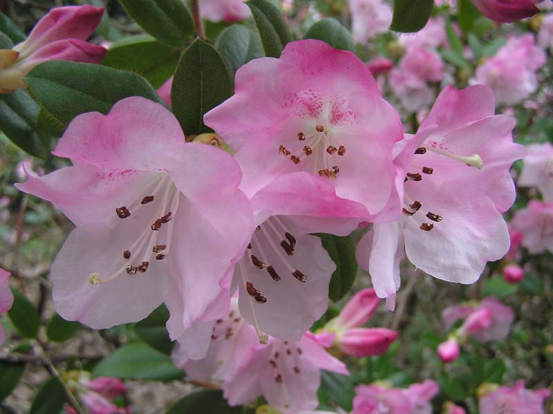 [Rhododendron.jpg]