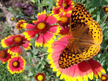 Great Spangled Fritillary