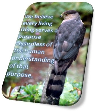 Photo of Falcon with value statement, We believe every living thing serves a purpose regardless of the human understanding of that purpose.