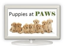 Photo of a Television with an ad for PAWS