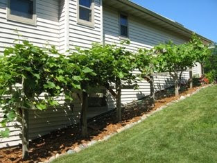 colonnade apple trees