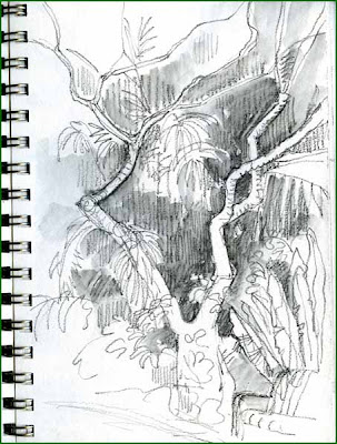 cherry tree drawing in cherry tree drawing in blossom. cherry tree drawing in