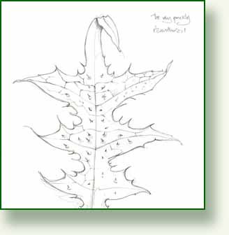 [acanthus+leaf+sketch.jpg]